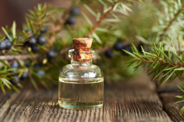 A bottle of essential oil with juniper twigs on a wooden table