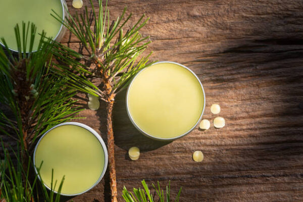 Homemade pine needles salve balm on wooden background with pine stick.